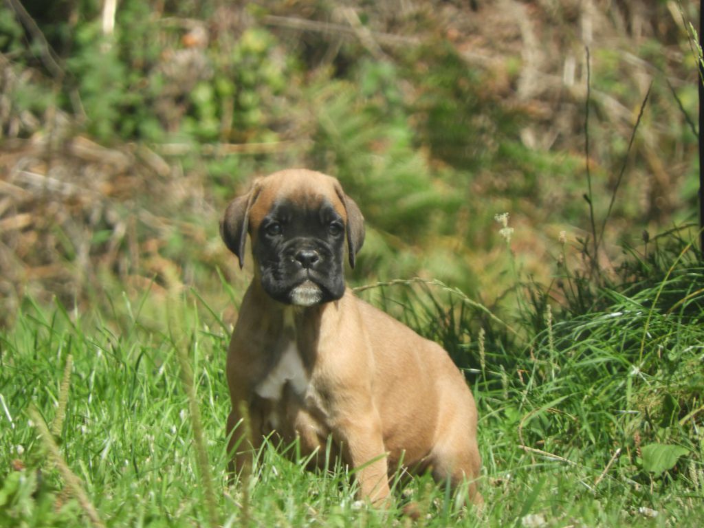 Yves Vaillant - Chiot disponible  - Boxer
