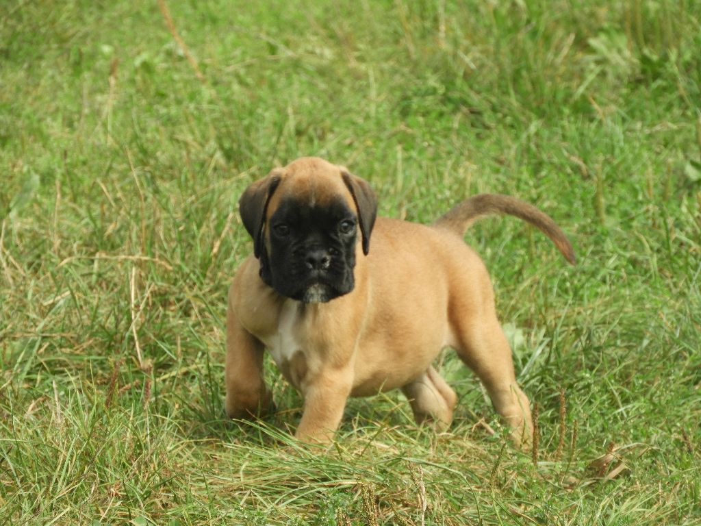 Yves Vaillant - Chiots disponibles - Boxer